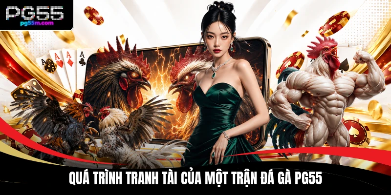 Quá trình tranh tài của một trận đá gà PG55