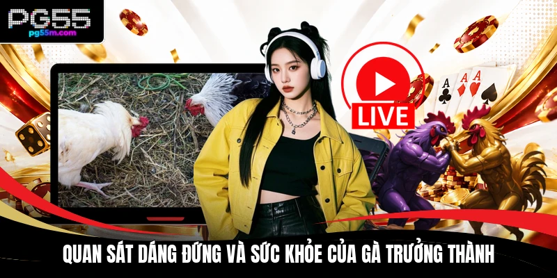 Quan sát dáng đứng và sức khỏe của gà trưởng thành